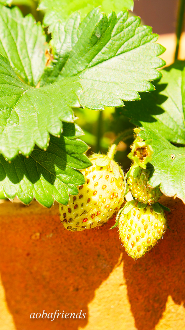 イチゴの鉢植え 栽培