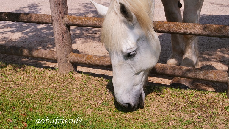 若松 グリーンパーク　�馬　白馬　バラフェア　バラ園　バラ